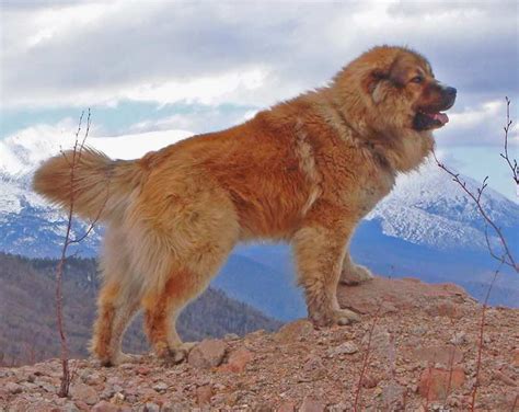 Large dog breeds - list of all large sized dogs - Huge dogs - Big dog breeds