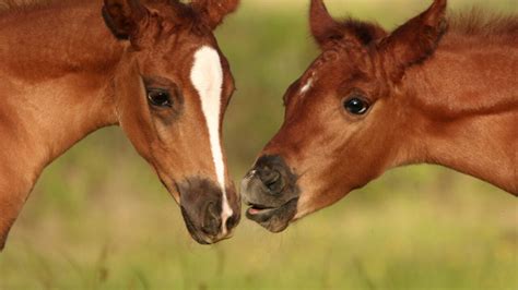 5 Steps to Foal Care & Maintenance: TEVC