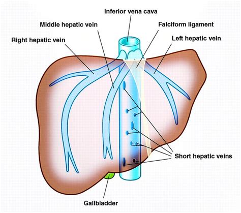 Veins treatment, Liver anatomy, Cardiovascular system