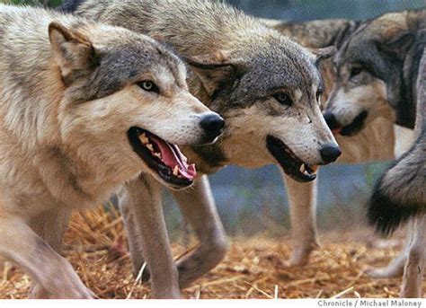Wolf Attacks On Humans | Wolf attack a tragic, cautionary tale - SFGate Wolves Photography ...