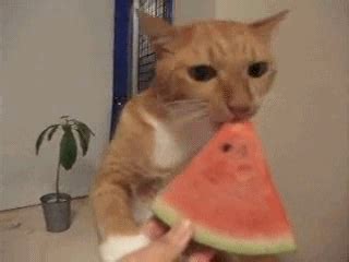 Yummy Yummy | Watermelon cat, Funny cat compilation, Cats