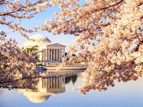7 Cherry Blossom Festivals Around The Country