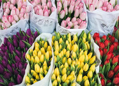 Colorful tulips at flower market stock photo (108516) - YouWorkForThem