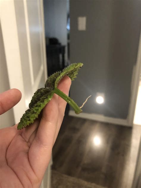 My Pilea involucrata propagation is finally growing roots after 2 weeks : r/houseplants