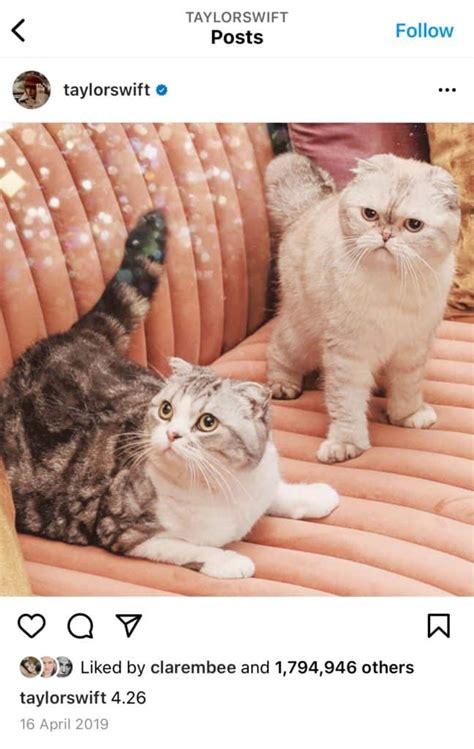 Everything you need to know about Taylor Swift's Cat - Benjamin Button