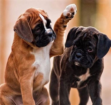 21 irresistible boxer puppies to celebrate boxing day – Artofit