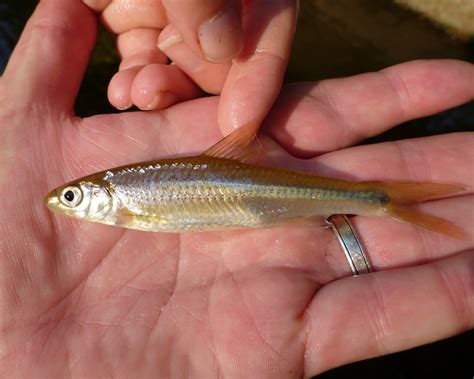 Spottail Shiner (Fish of the Detroit River (Ojibway Prairie BioBlitz guide)) · iNaturalist Canada