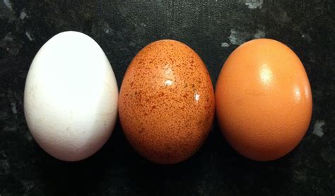 File:Egg colours.jpg - Wikipedia