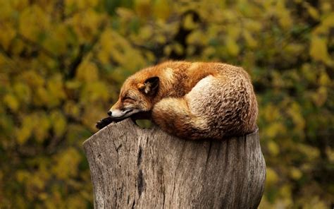 Fox Sleeping Resting - Free photo on Pixabay