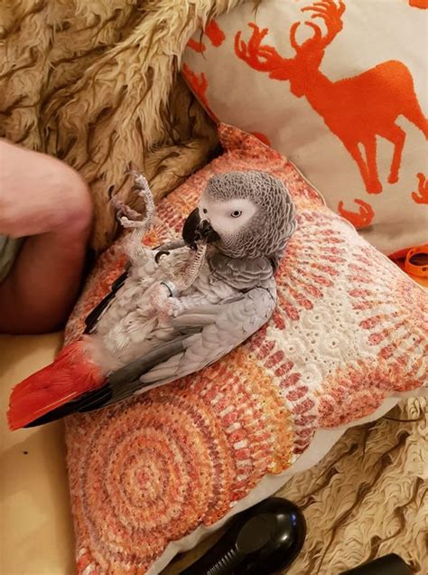 African Grey Parrot Training : aww