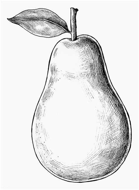 Hand drawn fresh pear fruit transparent png | free image by rawpixel ...