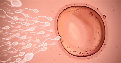 Sperm And Egg Fertilization Process