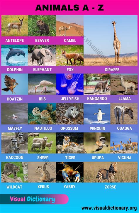 Animals A-Z: Amazing List of 300+ Animals A to Z in English - Visual Dictionary