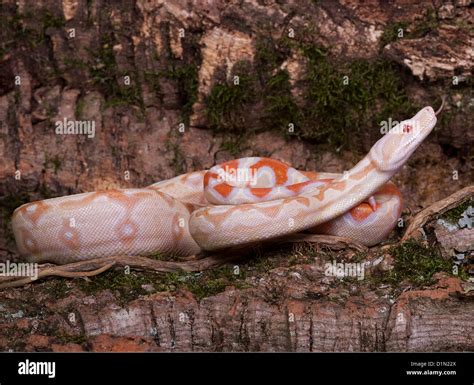 Albino Boa (Boa constrictor imperator morph Stock Photo - Alamy