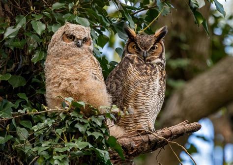 Great Horned Owl stock photo. Image of flight, boulder - 109422408