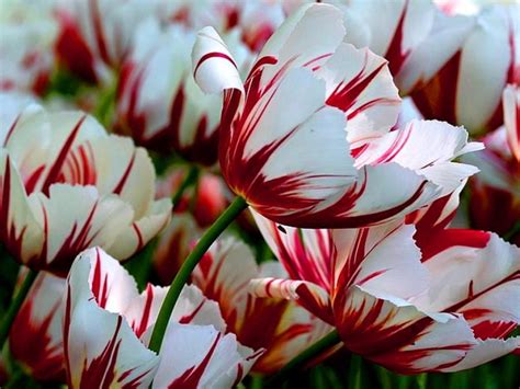 Candy cane tulips. | Beautiful flowers, Tulips flowers, Flower garden
