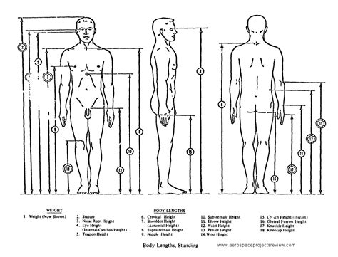 anthropometry, body length standing | Body form, Diagram, Floor plans