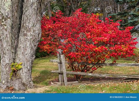 Burning Bush in Red Fall Color Stock Image - Image of burning, fern ...