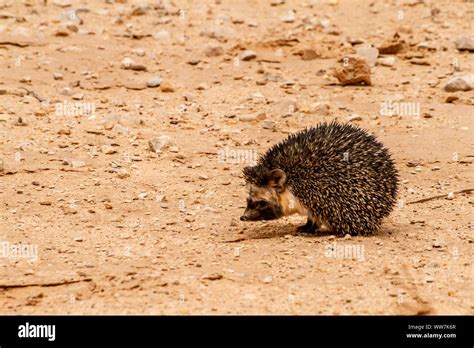 Desert Hedgehog (Paraechinus aethiopicus Stock Photo - Alamy