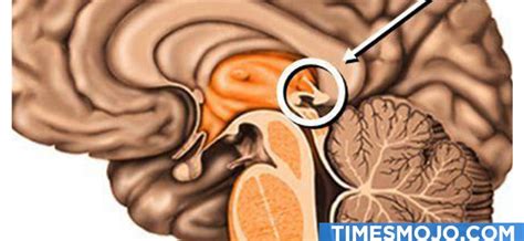 What is the function of the epithalamus in the brain? - TimesMojo