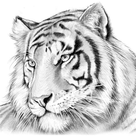 Tiger in Pencil by Greg Joens | ArtWanted.com