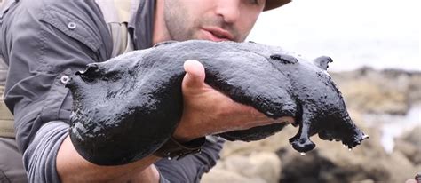 This enormous slimy sea slug is around two feet long