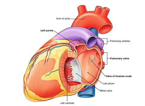 Anatomy Of Left Atrium - Anatomical Charts & Posters