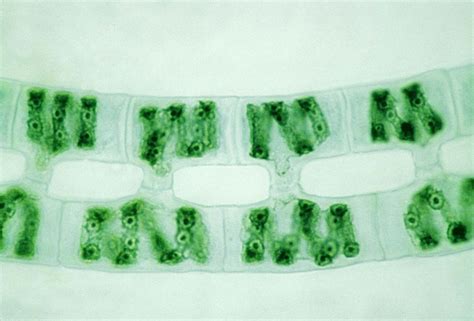 Spirogyra | Definition, Structure, Reproduction, & Facts | Britannica