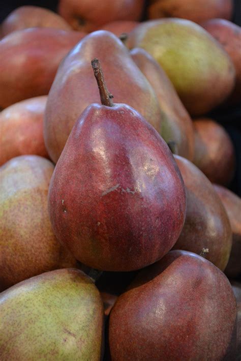 Red Anjou Pear (Pyrus communis 'Red Anjou') in Iowa City Cedar Rapids ...