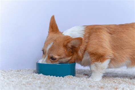 Corgi Feeding Chart: The 4.1.1. On Eating Right