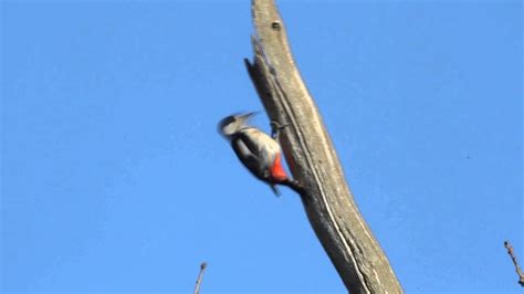 Great Spotted Woodpecker drumming - YouTube