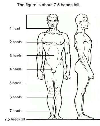 7 Figure Drawing Proportions to Know