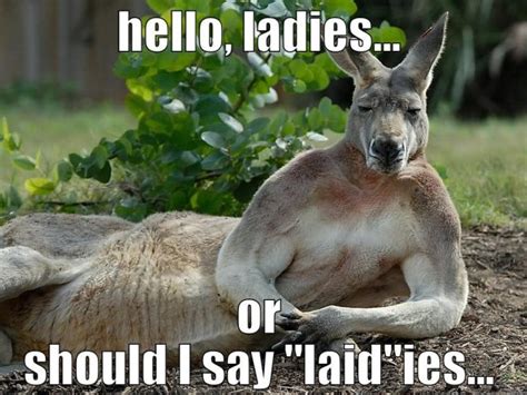 29 Most Funniest Kangaroo Memes, Images & Graphics | Picsmine