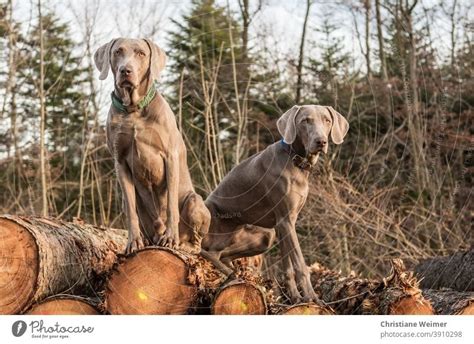 Two Weimaraner hunting dogs sitting on a stack of wood - a Royalty Free Stock Photo from Photocase