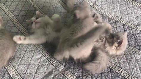 Fluffy Kittens Playing - YouTube