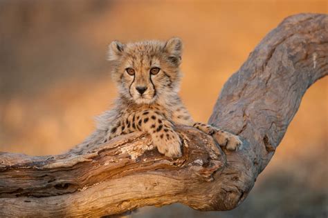 Photographer Captures Most Stunning Images of Animal Babies in Africa