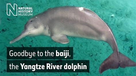 Goodbye to the baiji, the Yangtze River dolphin | Natural History Museum - YouTube