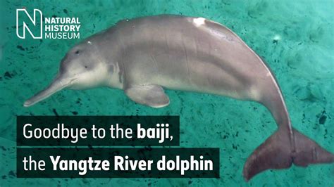 Goodbye to the baiji, the Yangtze River dolphin | Natural History ...