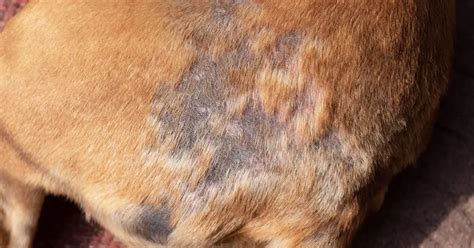 Common Skin Problems in Dogs and How to Treat Them — Pumpkin®