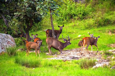 The Verdant Bandipur National Park & Tiger Reserve | Wildlife tour ...