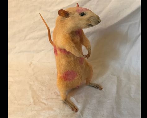 Polka Dot Rat Taxidermie Koraal Oranje/Geel met roze | Etsy