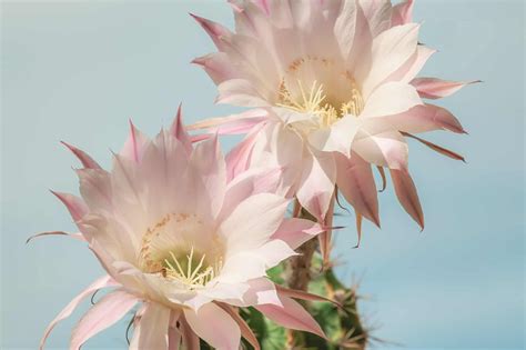 About Cactus Flower | Best Flower Site