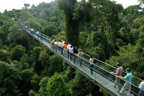 MacRitchie TreeTop Walk Registration, Singapore - EventNook