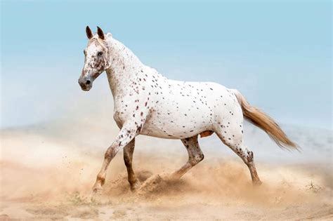 Appaloosa Horse Breed Overview and Origin | LoveToKnow Pets