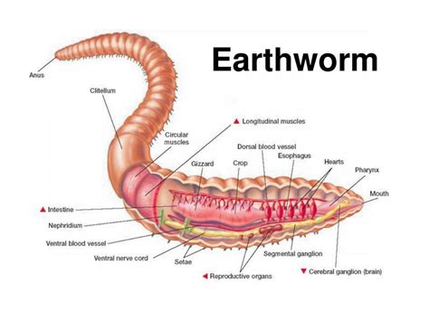 PPT - Earthworm PowerPoint Presentation, free download - ID:2989449