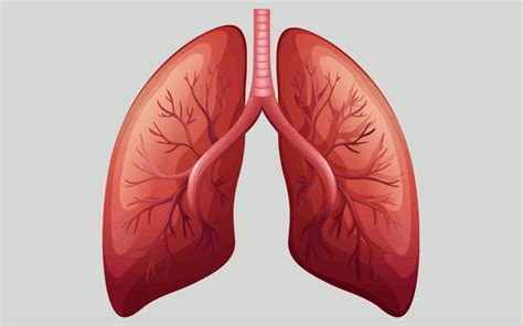 Seven General Functions of the Respiratory System – Moosmosis