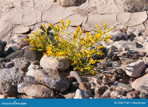 Stone Desert, Flowering Plants Xerophytes, Desert Landscape of a Dried ...