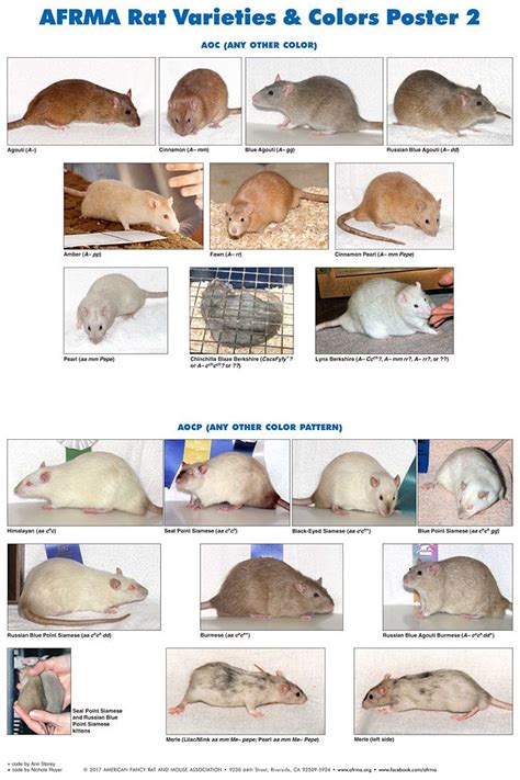 AFRMA Rat Varieties & Colors Poster p2 | Pet rats, Pet rodents, Cute rats