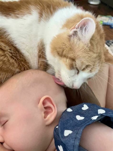 20 Pics Showing Beautiful Relationship Between Cats And Babies | DeMilked