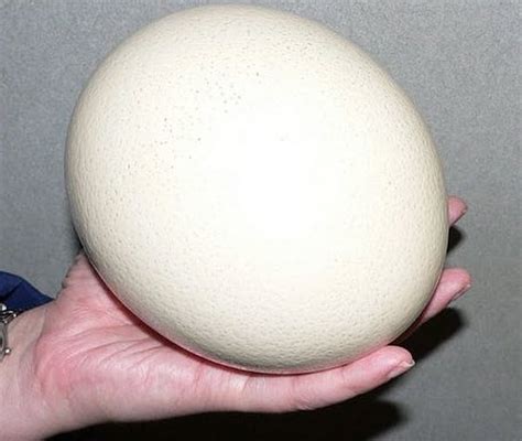 Ostrich Egg Cell